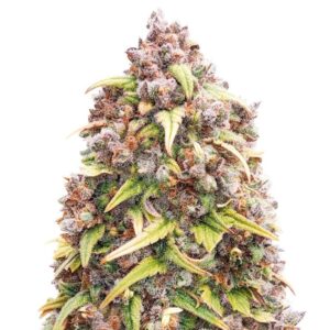 blueberry purple seeds