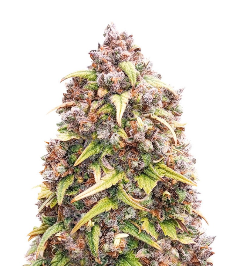 blueberry purple seeds blueberry purple seeds