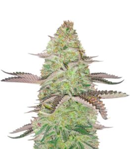 GSC Feminized (56 seeds) gsc feminized seeds
