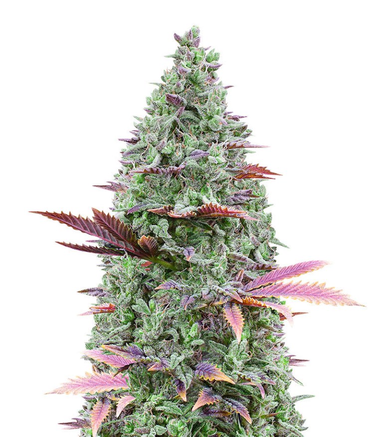 gorilla glue 4 gorilla glue 4