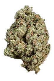 holland strain holland strain