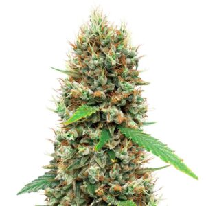 white widow auto strain