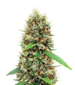 white widow auto strain
