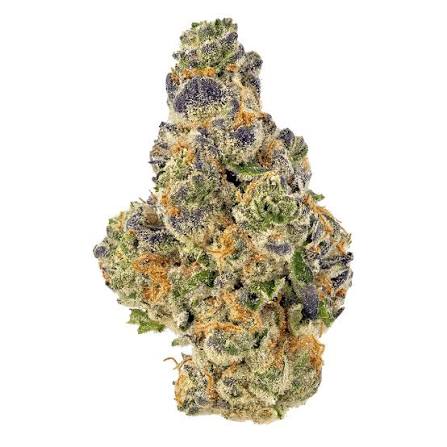 animal mint 1 animal mint 1