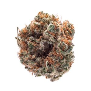 bio jesus 1