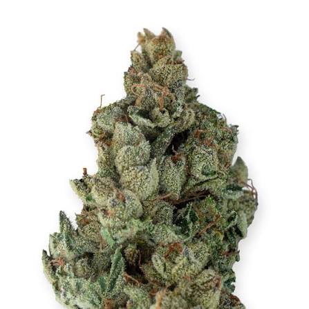 blissful strain blissful strain