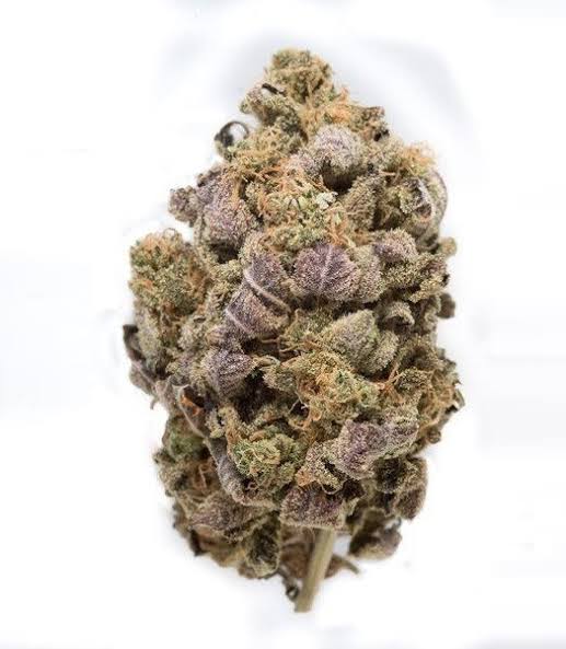blue widow 1 blue widow 1