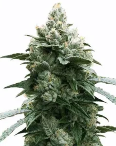 Bruce Banner Auto Feminized (56 seeds) bruce banner auto