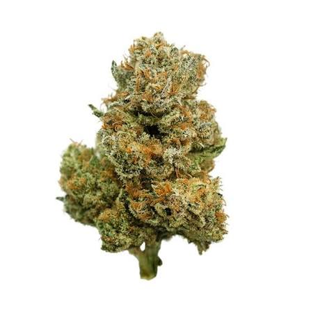 cannatonic 1 cannatonic 1