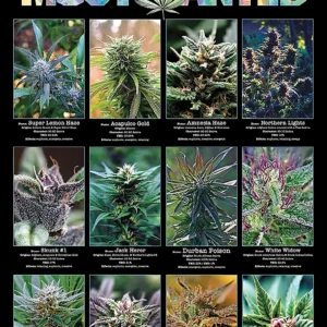 Hybrid Marijuana Strains