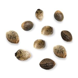 Blueberry Purple (56 seeds) images(44)